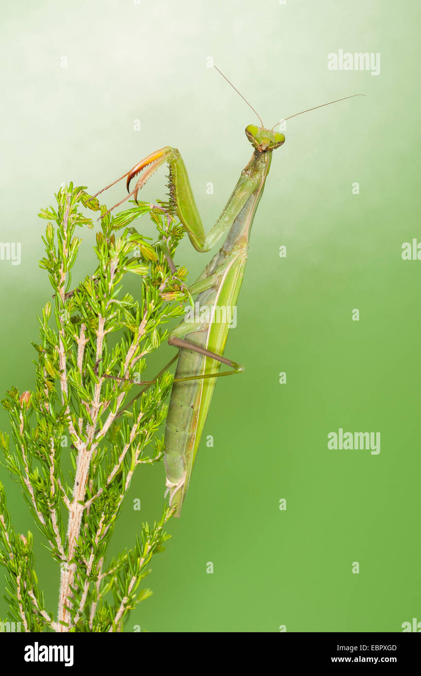La prédation européenne (Mantis religiosa mantis), à un arbuste Banque D'Images