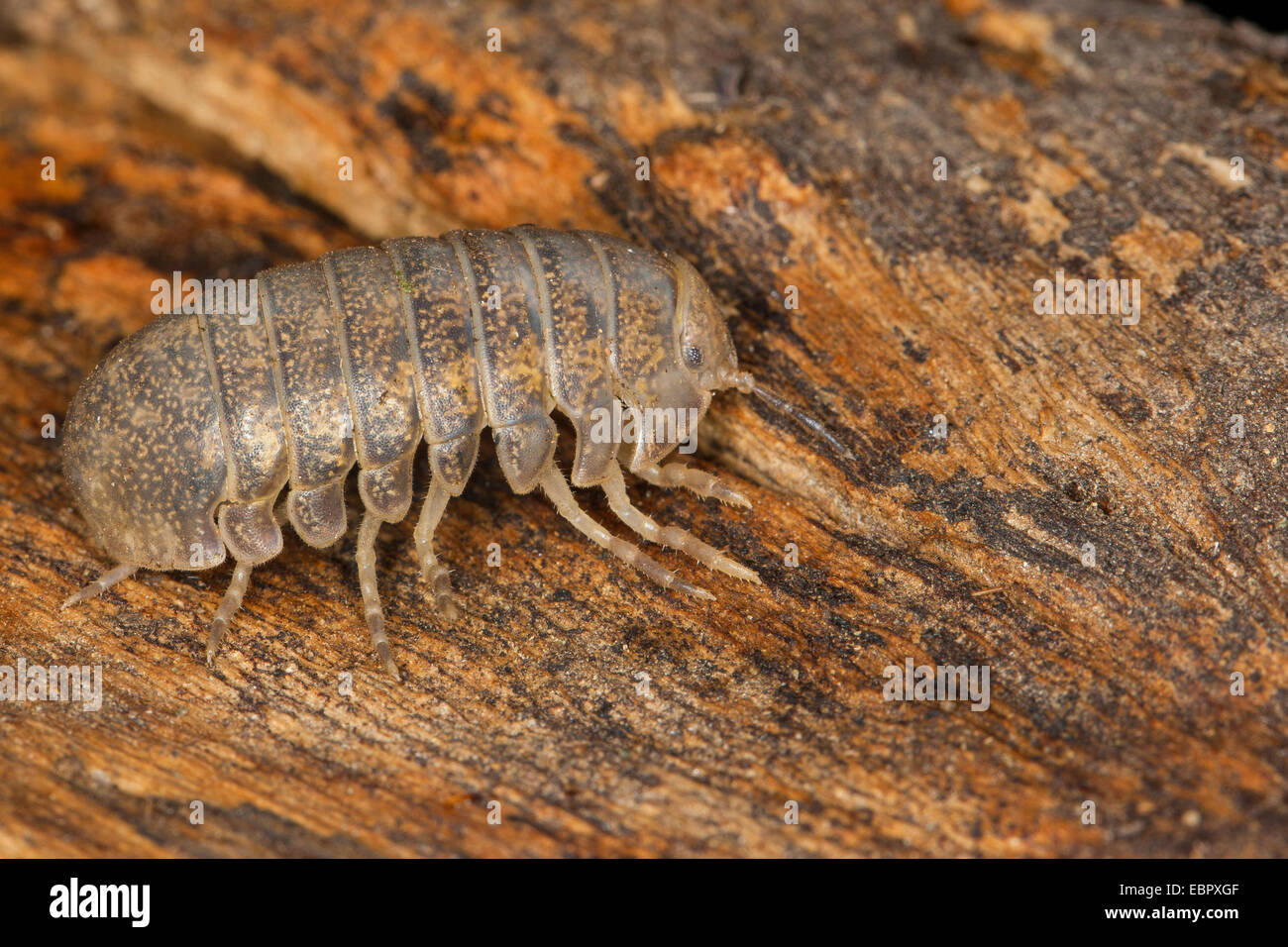 Cloportes vulgaires, comprimé bug (Helleria brevicornis), sur bois, France, Corse Banque D'Images