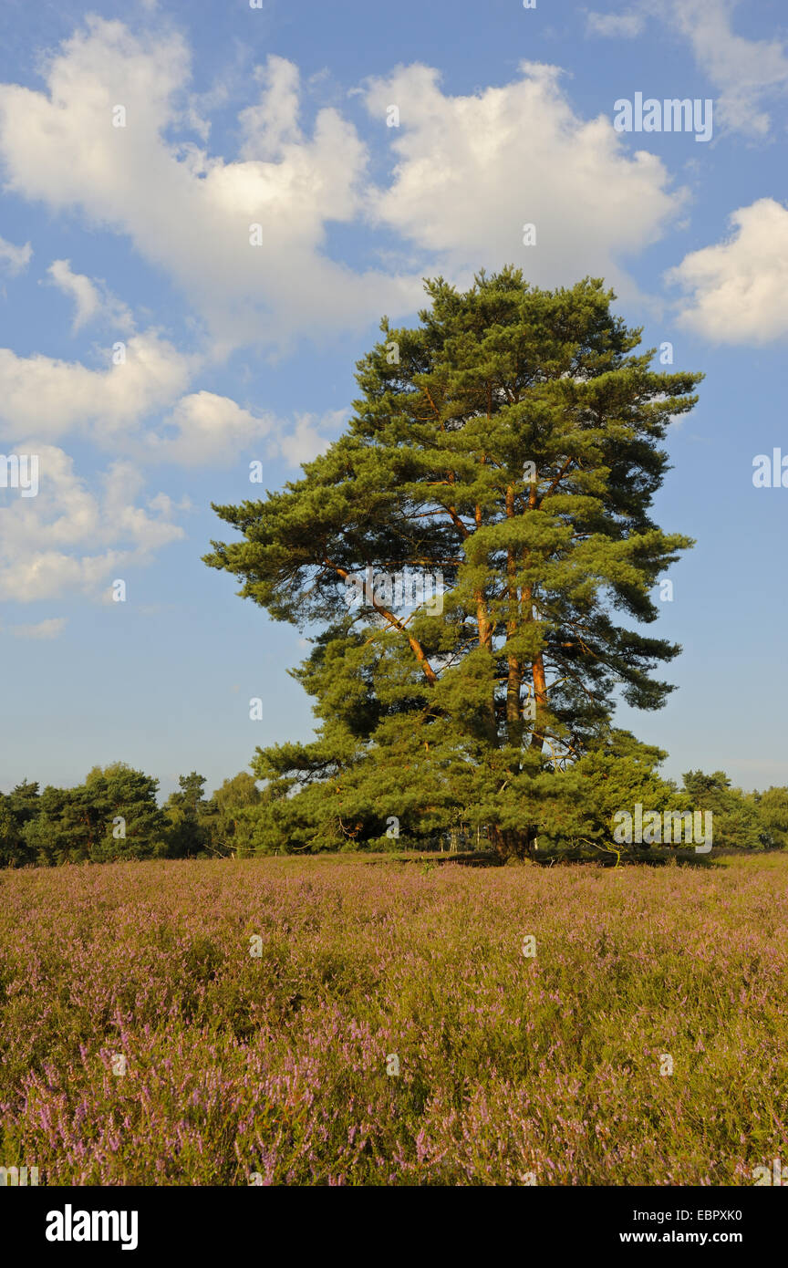 Pin sylvestre, le pin sylvestre (Pinus sylvestris), seule la réserve pine tree en Westruper Heide, Allemagne, Rhénanie du Nord-Westphalie, la réserve naturelle du Westruper Heide Banque D'Images