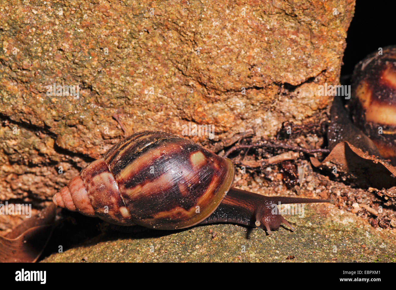 Escargot tropical auf einem Stein, Sri Lanka Banque D'Images