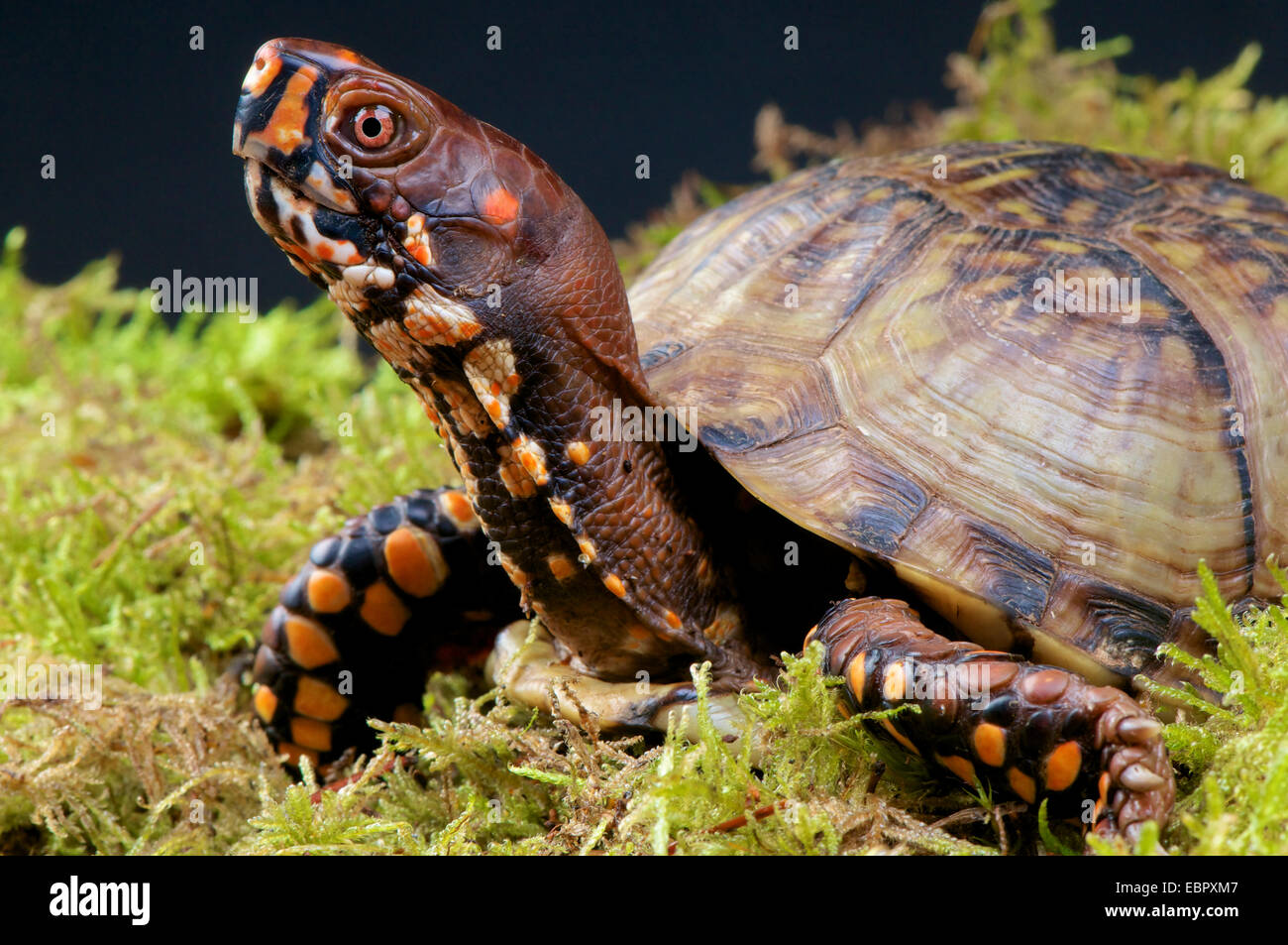 Box turtle Terrapene carolina / Banque D'Images