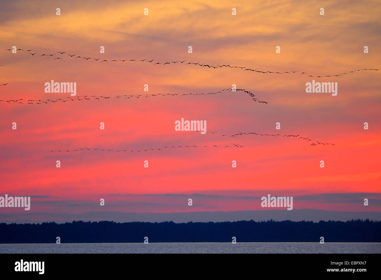 Grue cendrée grue eurasienne, (Grus grus), flock sur son chemin au lieu de couchage au coucher du soleil, de l'Allemagne, de Mecklembourg-Poméranie-Occidentale, Poméranie occidentale Lagoon Salon National Park, Zingst Banque D'Images