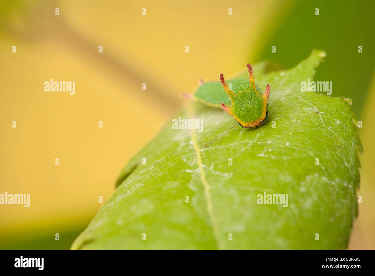 Pacha à deux queues (Charaxes jasius), Caterpillar sur une feuille Banque D'Images