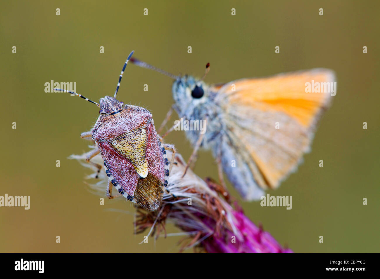 Petite skipper (Thymelicus sylvestris, Thymelicus flavus), avec prunelle bug, Dolycoris baccarum, sur un chardon, Allemagne, Schleswig-Holstein Banque D'Images