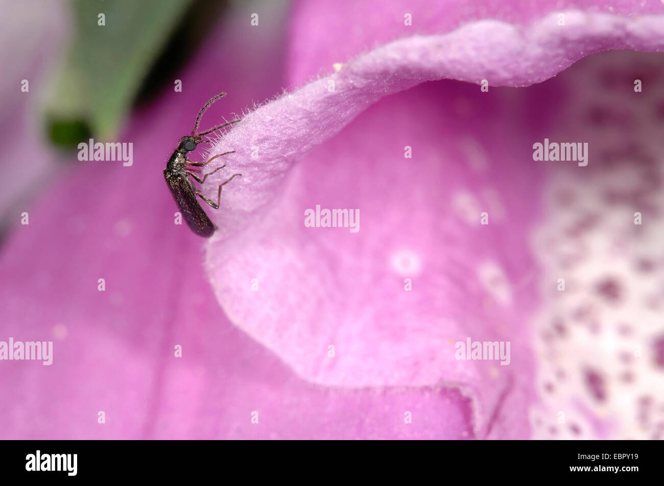 Insectes minuscules Banque de photographies et d’images à haute — free download