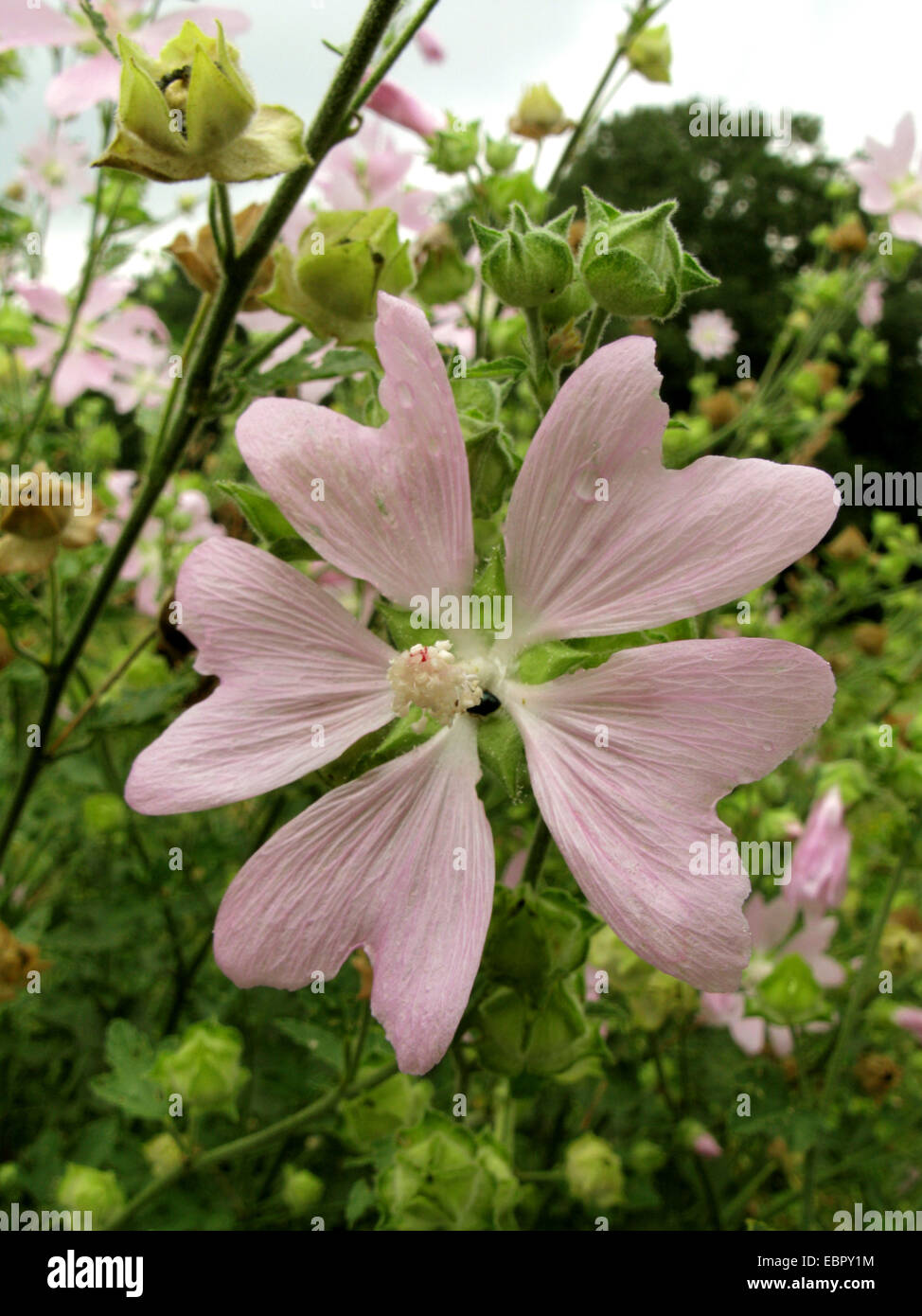 Lavatera thuringiaca mallow (Gay), fleur, Allemagne Banque D'Images