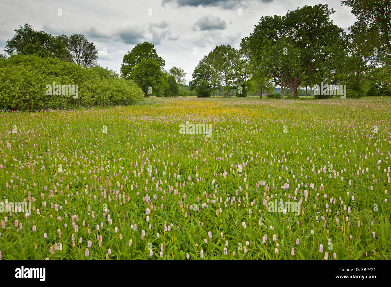 La bistorte commun, Meadow Renouée bistorte (Polygonum bistorta, Bistorta officinalis, Bistorta Persicaria bistorta) majeur, dans un marais en fleurs, prairie, Allemagne, Bavière, le lac de Chiemsee Banque D'Images