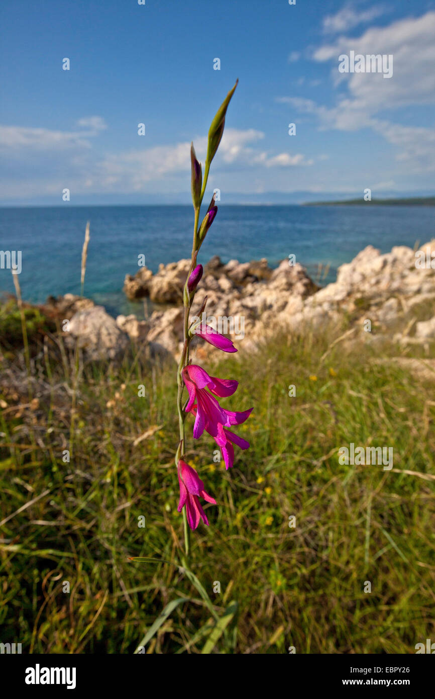 Glaïeul (Gladiolus italicus champ, Gladiolus segetum), qui fleurit avec Adria en arrière-plan, la Croatie, Istrie Banque D'Images