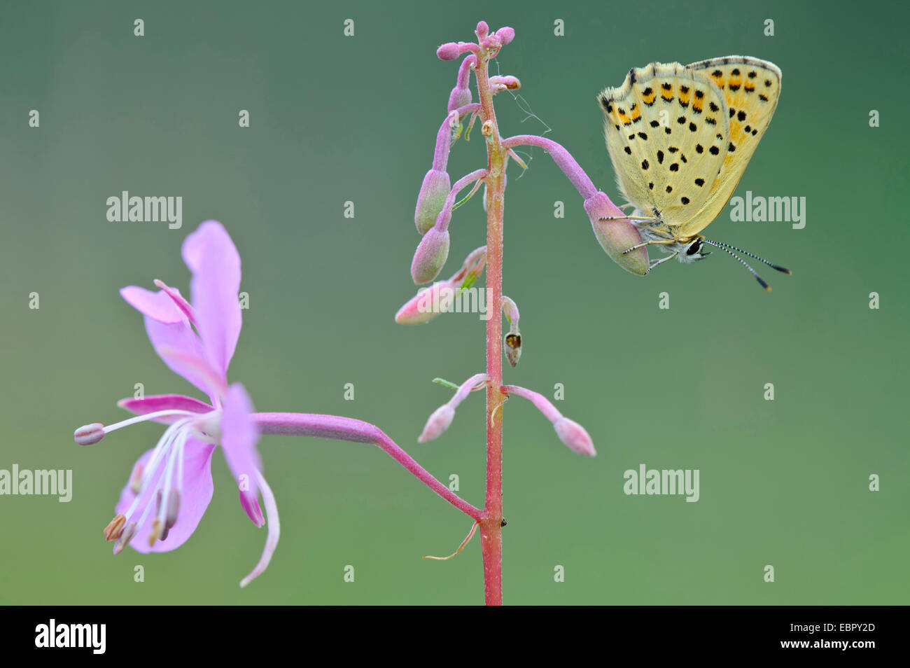 (Heodes tityrus cuivre fuligineux, Loweia Loweia tityrus tityrus,, Lycaena tityrus), assis sur willow-herb, ALLEMAGNE, Basse-Saxe Banque D'Images
