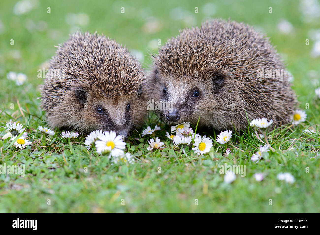 Hérisson hérisson d'Europe de l'Ouest, (Erinaceus europaeus), couple dans une prairie avec des fleurs marguerites, ALLEMAGNE, Basse-Saxe Banque D'Images