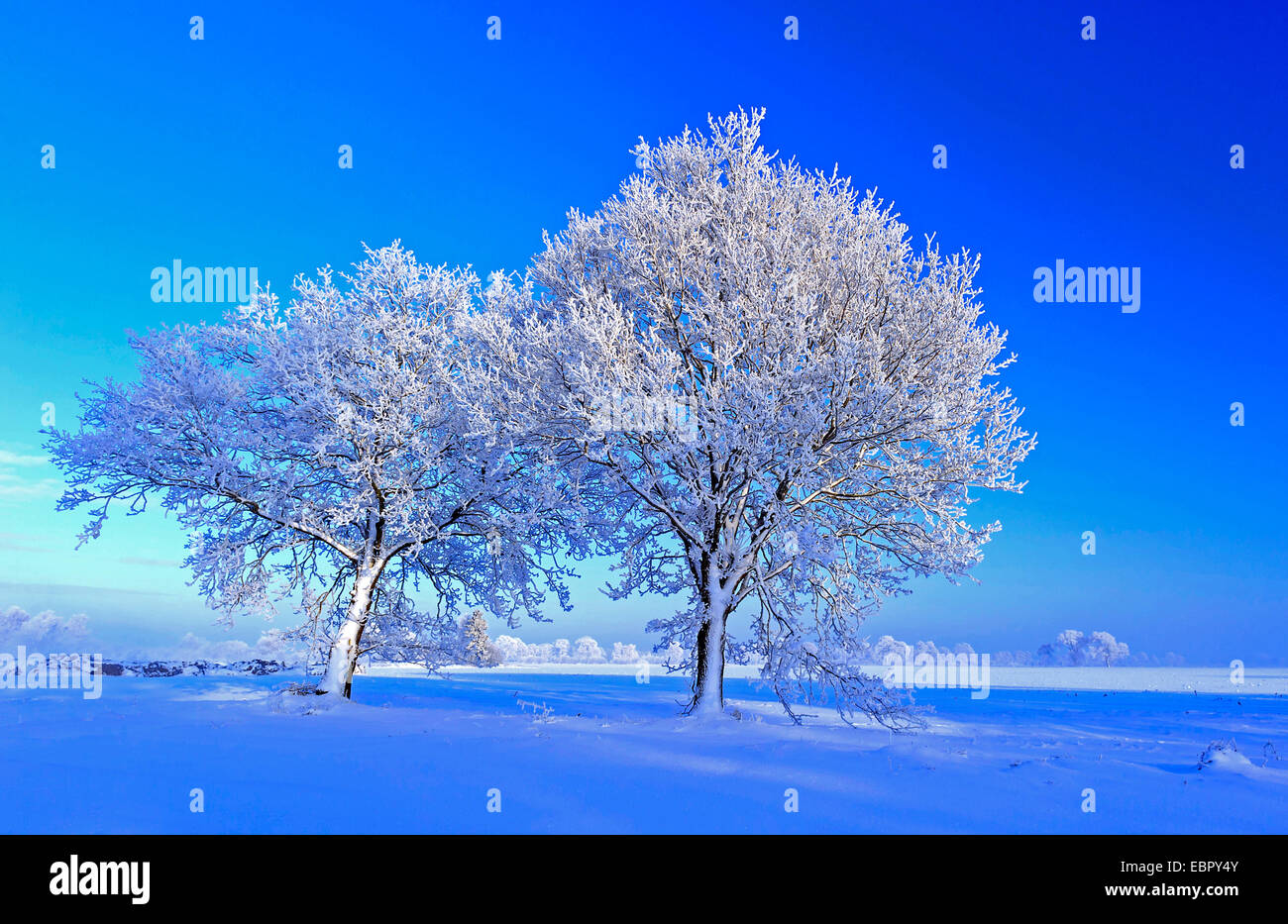 Le chêne commun, le chêne pédonculé, chêne pédonculé (Quercus robur), la neige a couvert de chênes, de l'ALLEMAGNE, Basse-Saxe Oldenburger Muensterland Banque D'Images