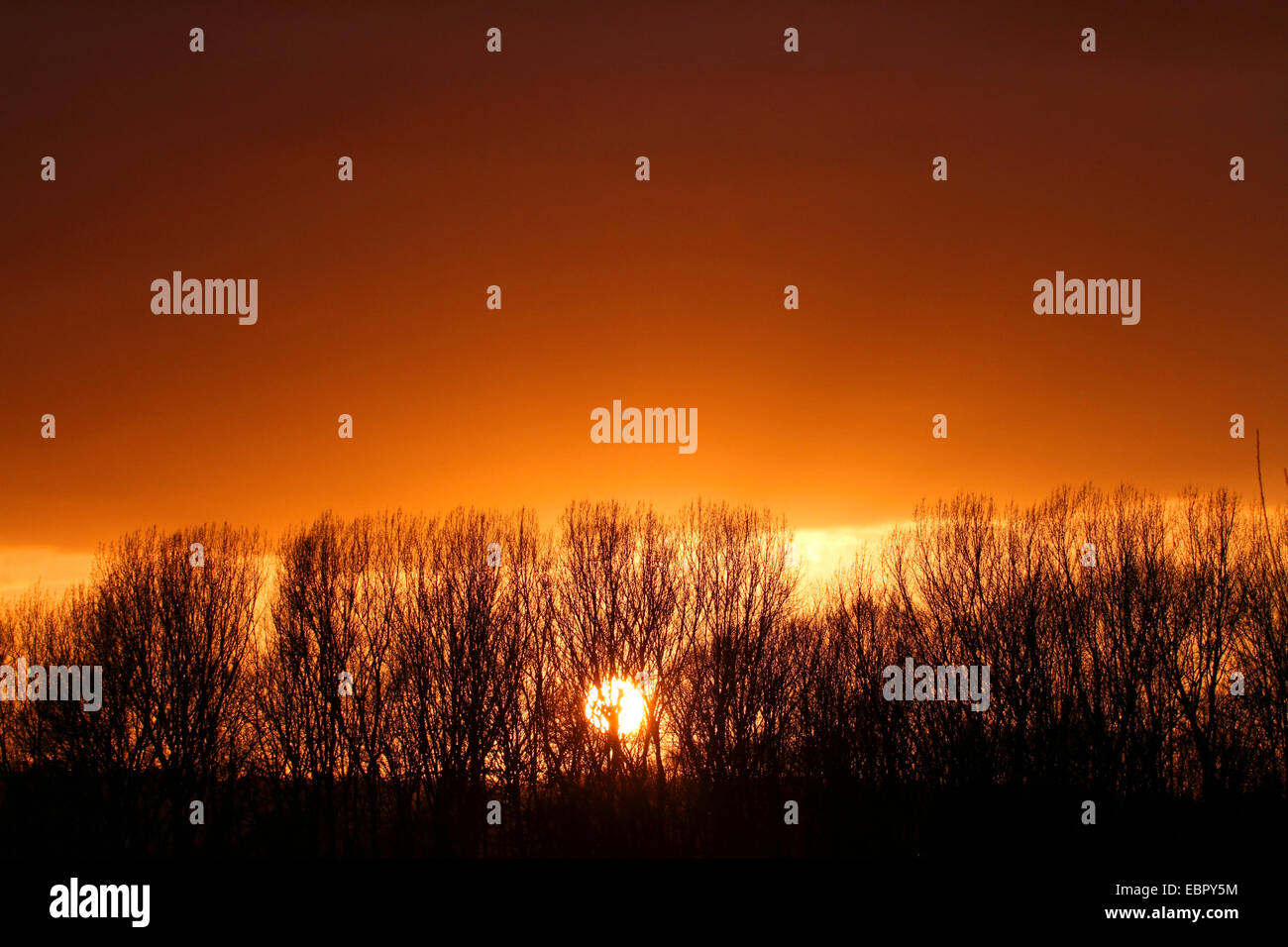 Le tremble, le peuplier (Populus spec.), Aspen rainure dans le coucher du soleil, Allemagne Banque D'Images