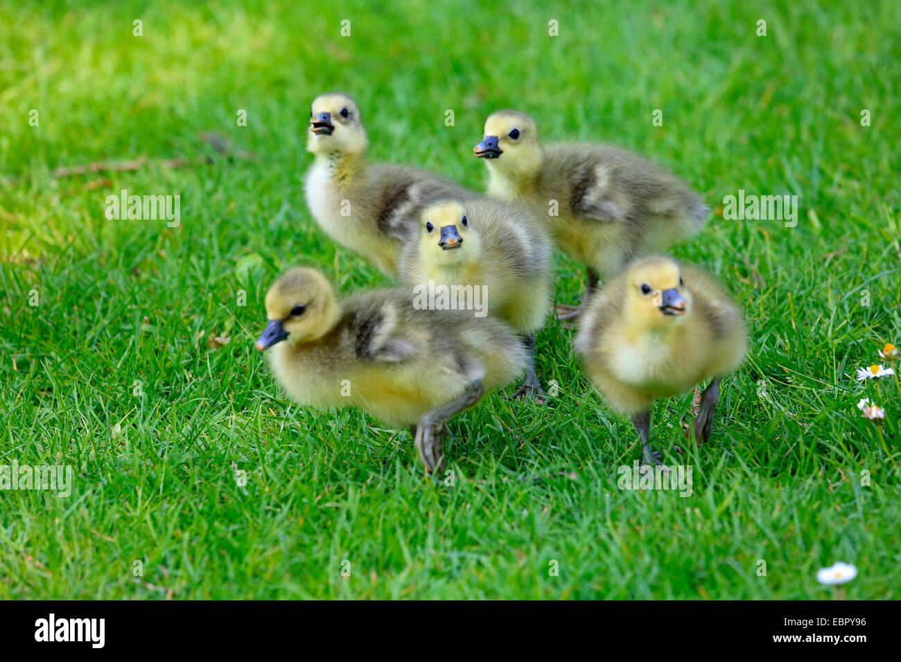 Oie cendrée (Anser anser), les poussins d'oie dans un pré, Allemagne Banque D'Images