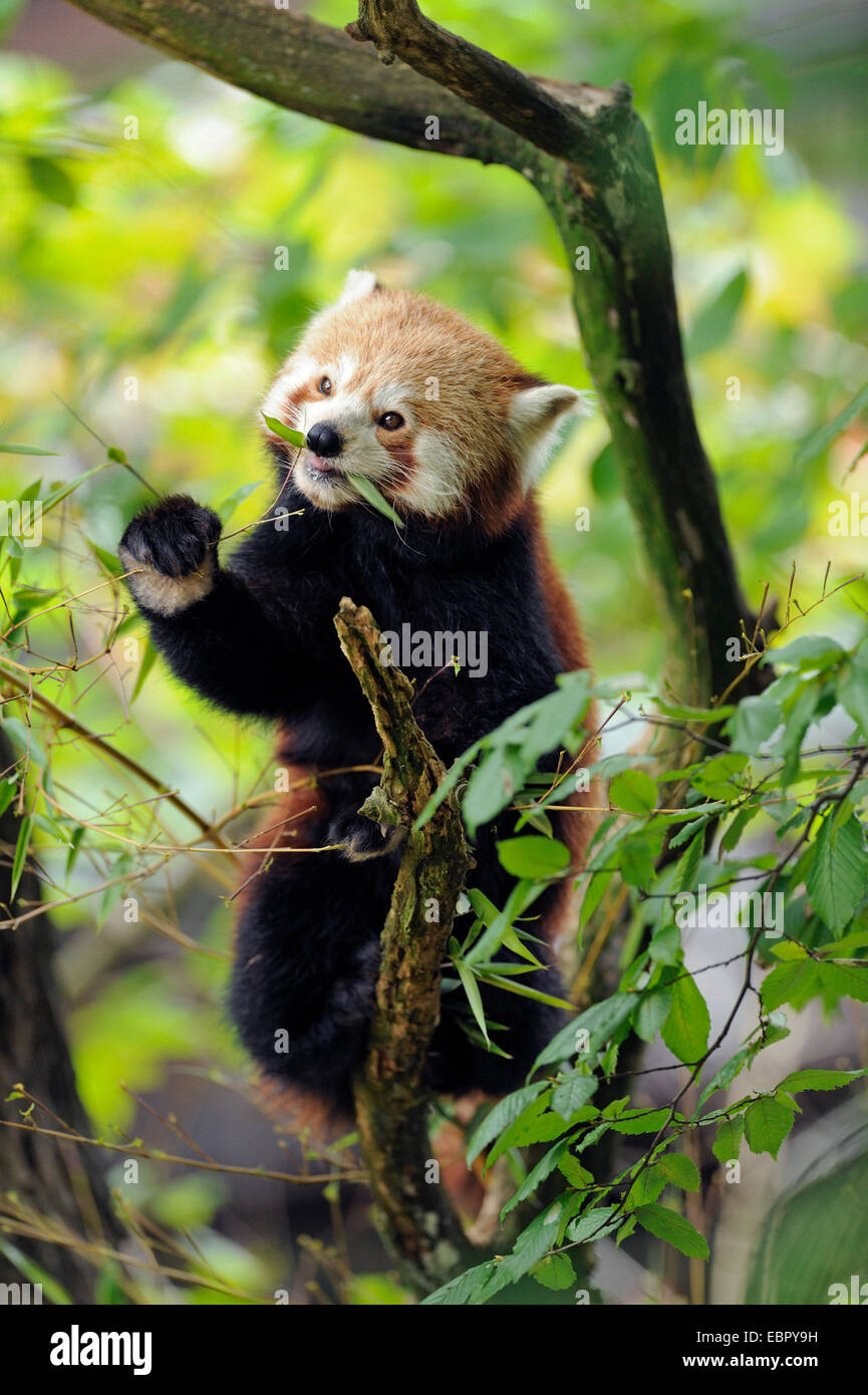 Petit panda, le panda rouge (Ailurus fulgens), assis sur une branche et de manger Banque D'Images