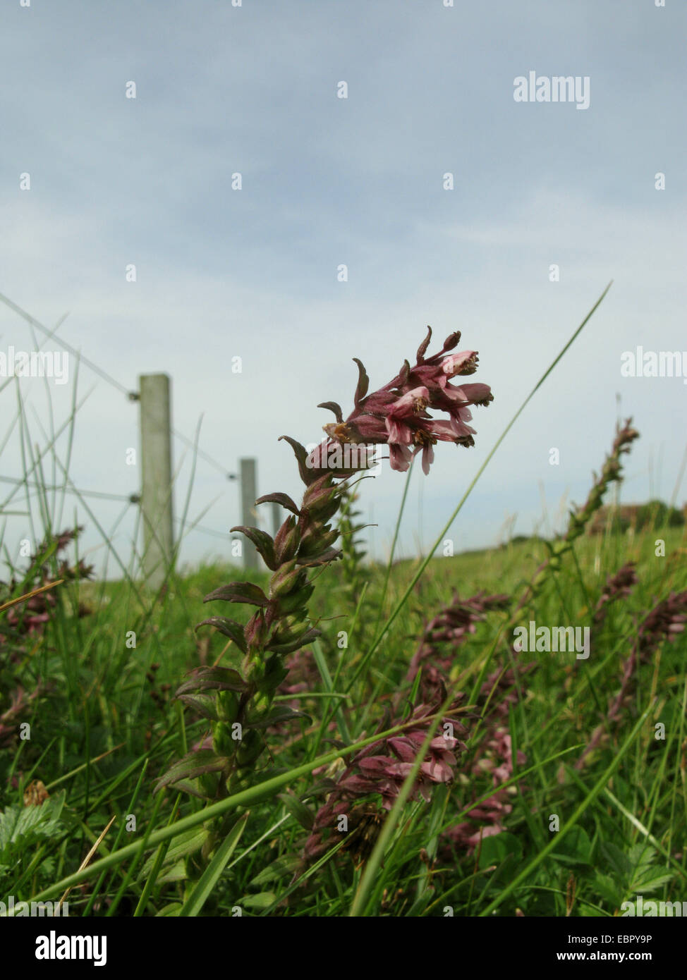 Red Bartsia (Odontites vulgaris, Odontites rubra), qui fleurit à une clôture de pâturage, l'ALLEMAGNE, Basse-Saxe, Baltrum Banque D'Images