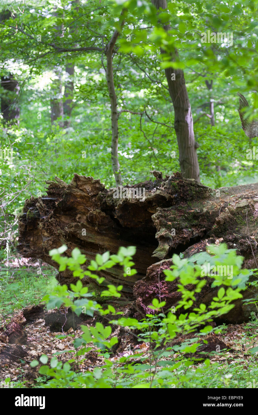 Forêt vierge avec un vieil arbre mort, Allemagne Banque D'Images