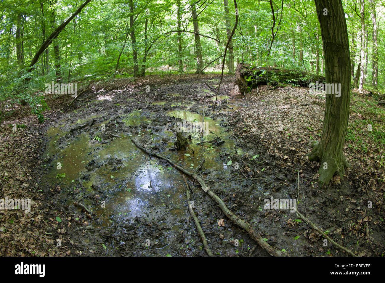 Il gruffalo immagini e fotografie stock ad alta risoluzione - Alamy