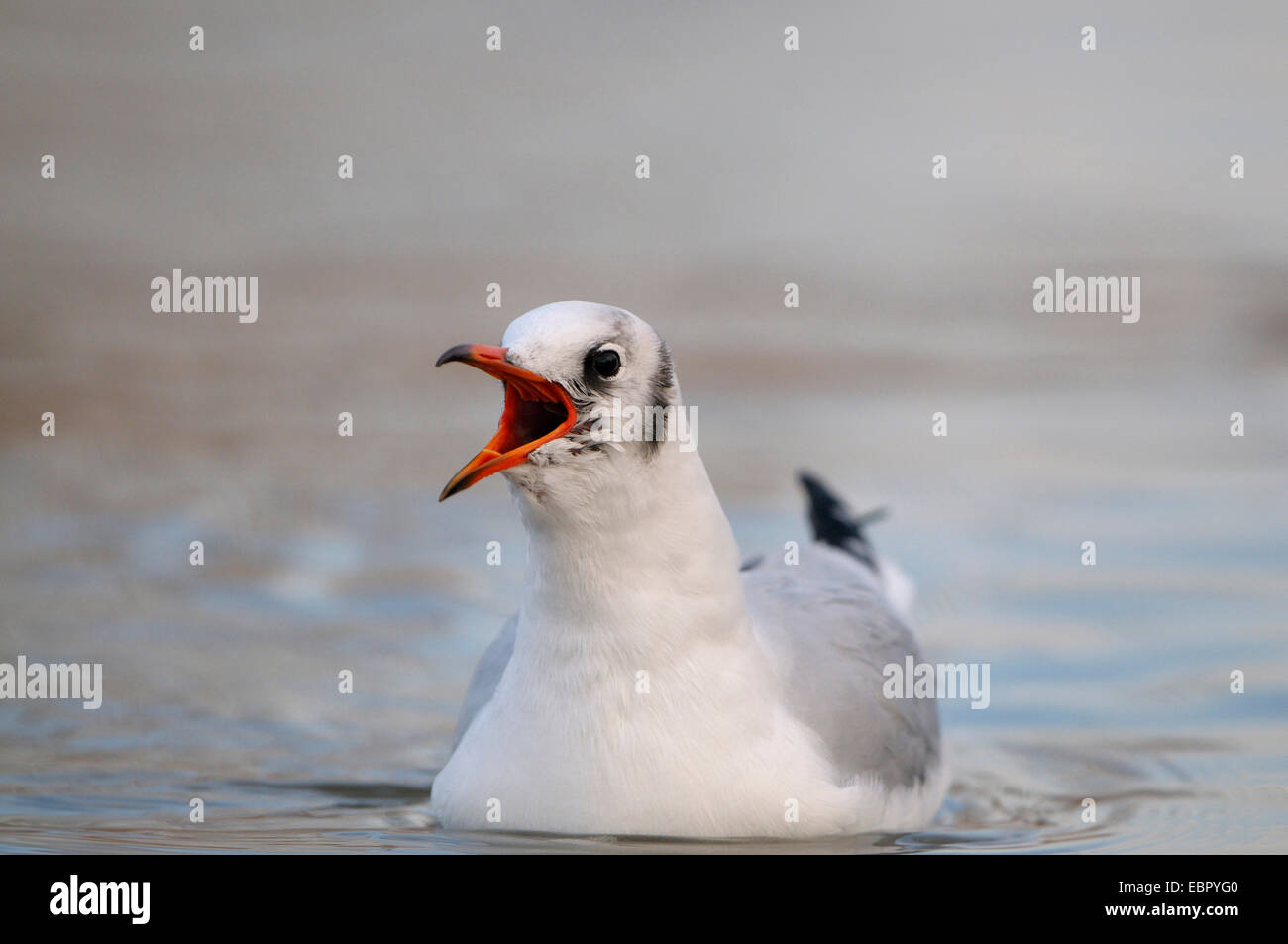 Mouette rieuse (Larus ridibundus, Chroicocephalus ridibundus), appelant des profils avec plumage d'hiver, en Allemagne, en Rhénanie du Nord-Westphalie Banque D'Images