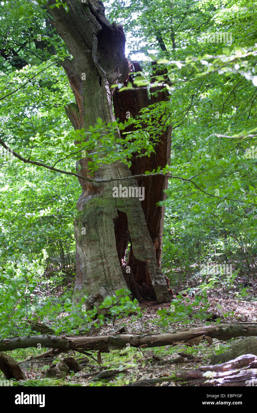 Forêt vierge avec un vieil arbre mort, Allemagne Banque D'Images