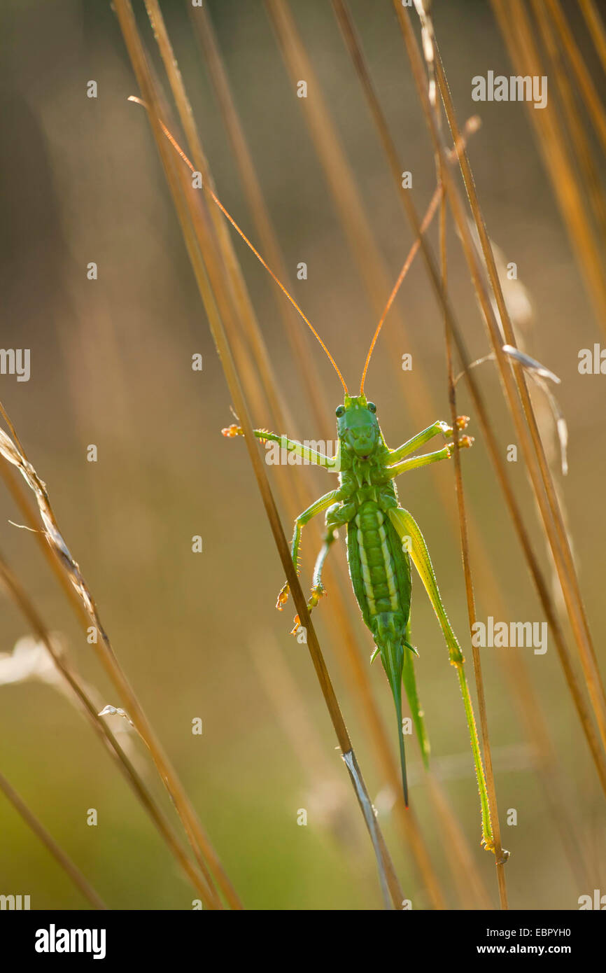 Grande Charte verte (Tettigonia viridissima) bushcricket, à pied, de l'Allemagne, Rhénanie-Palatinat Banque D'Images