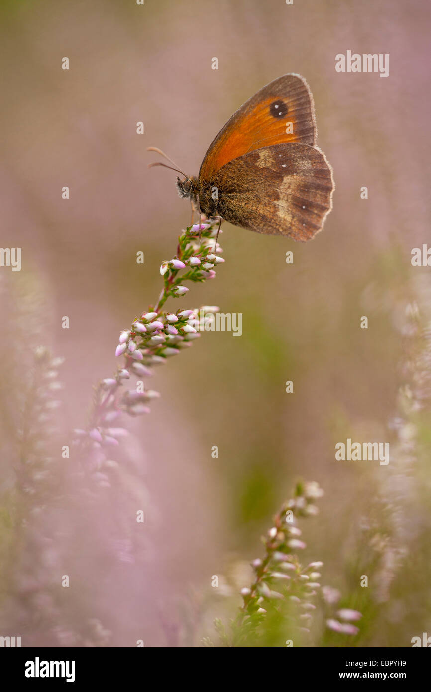 Couverture gatekeeper, Pyronia tithonus (Brown, Maniola tithonus), sur la bruyère, l'Allemagne, Rhénanie du Nord-Westphalie Banque D'Images