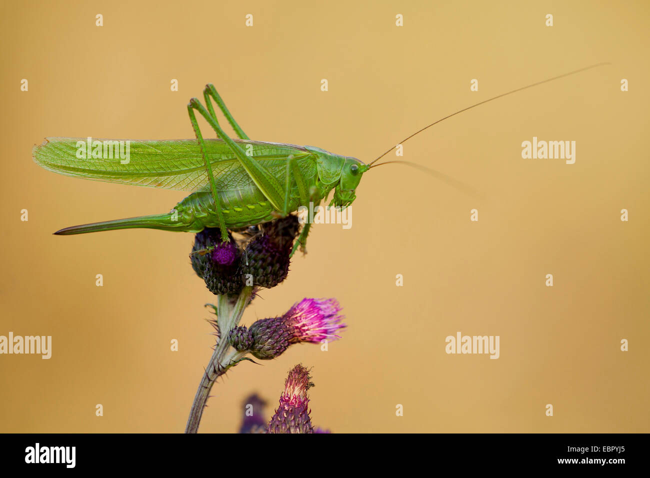 Grande Charte verte (Tettigonia viridissima) bushcricket, assis sur les fleurs de chardon, l'Allemagne, Rhénanie-Palatinat Banque D'Images