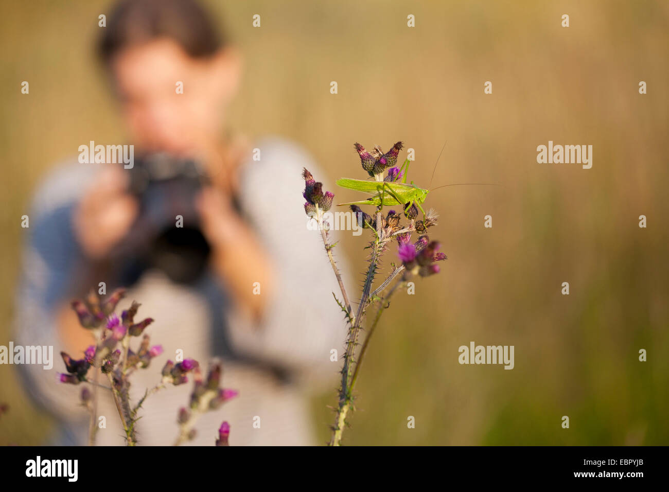 Grande Charte verte (Tettigonia viridissima) bushcricket, femme de prendre des photos d'une grande Charte verte sur bushcricket marsh thistle, Allemagne, Rhénanie-Palatinat Banque D'Images