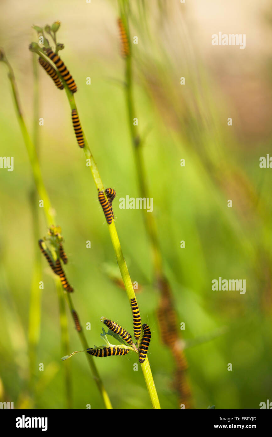 Le cinabre (Tyria jacobaeae, Thyria jacobaeae), chenilles à ragwort, Allemagne, Rhénanie-Palatinat Banque D'Images