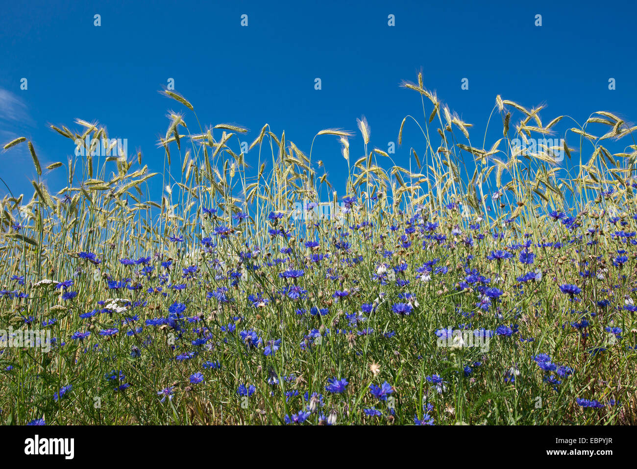 Bouton de baccalauréat, bleue, le bleuet (Centaurea cyanus), dans un champ, l'ALLEMAGNE, Basse-Saxe Oldenburger Muensterland Banque D'Images