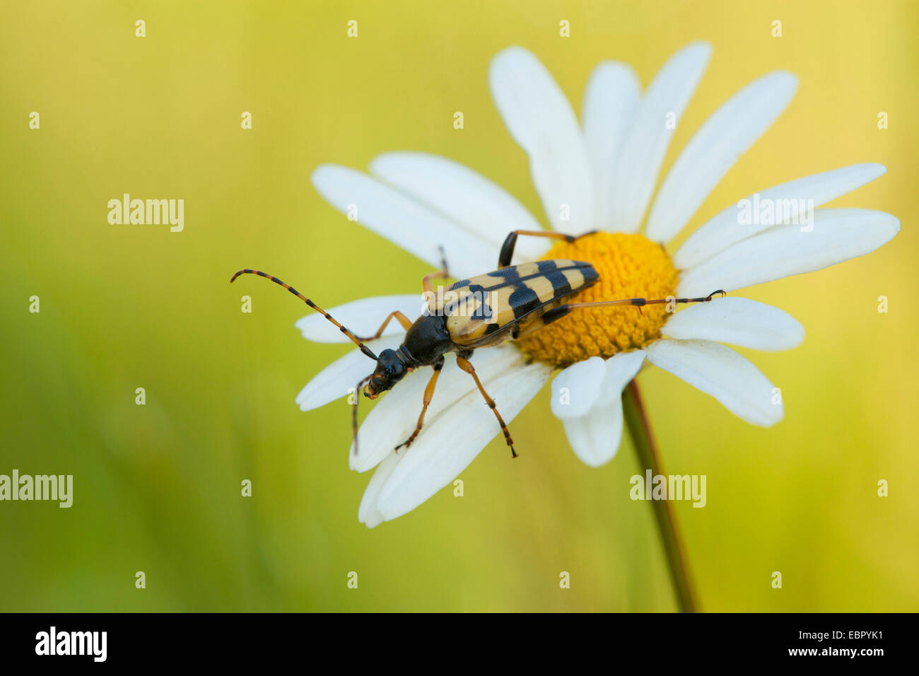 Repéré Longhorn, jaune-noir Longhorn Beetle (Strangalia maculata, Stenurella maculata, Leptura maculata, Rutpela maculata), assis sur une marguerite, Allemagne, Rhénanie-Palatinat Banque D'Images