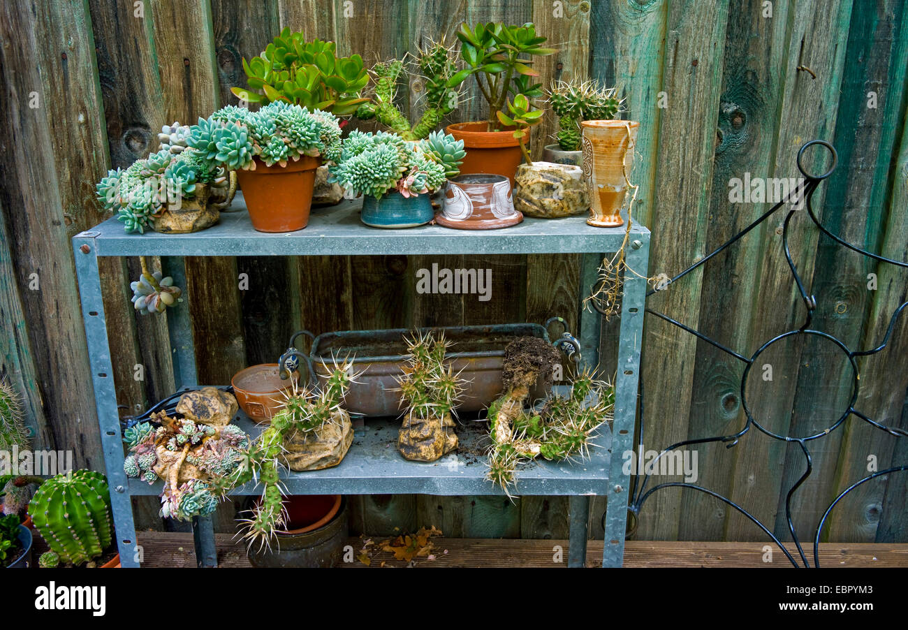 Plantes grasses sur l'avant d'une maison de jardin, Allemagne Banque D'Images