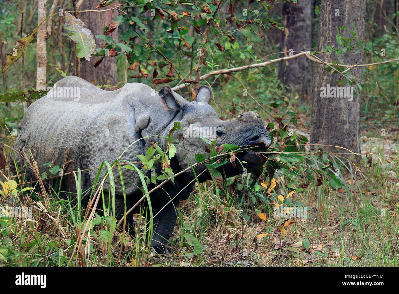 Plus de rhinocéros indien, Indien Grand rhinocéros à une corne (Rhinoceros unicornis), debout sur un chemin et de manger, Népal, Terai, parc national de Chitwan Banque D'Images