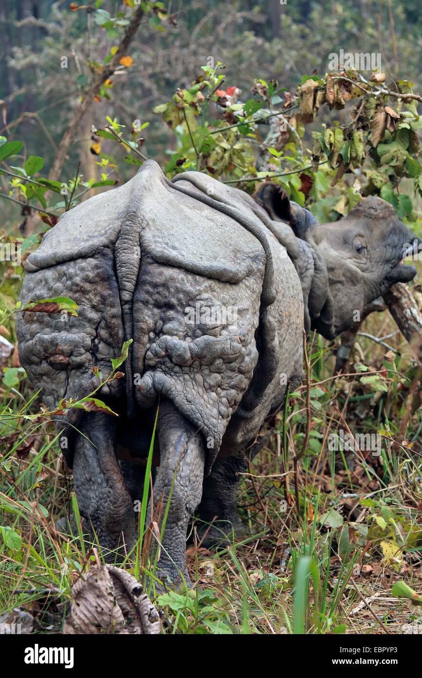 Plus de rhinocéros indien, Indien Grand rhinocéros à une corne (Rhinoceros unicornis), debout dans les arbustes et de manger, Népal, Terai, parc national de Chitwan Banque D'Images