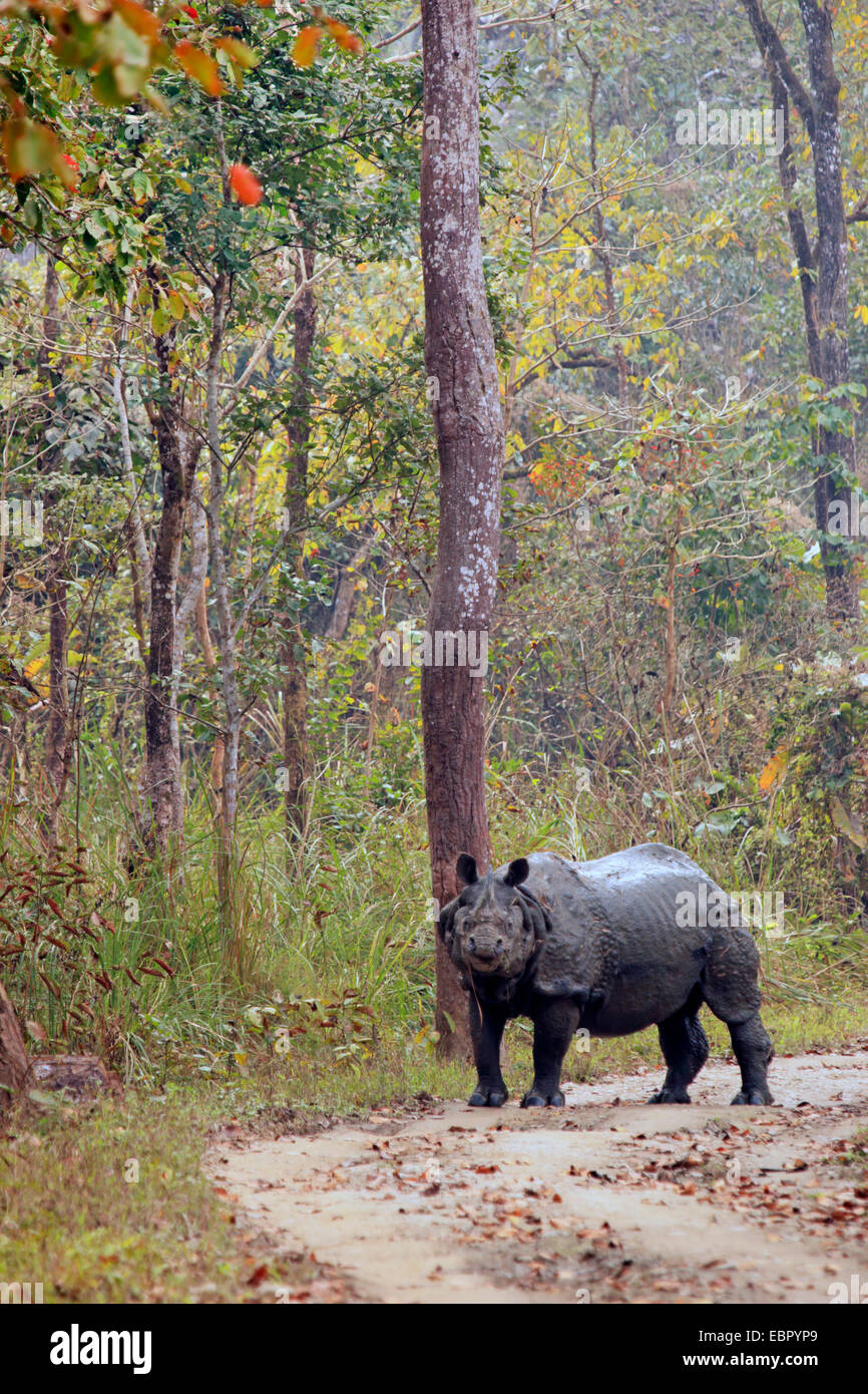 Plus de rhinocéros indien, Indien Grand rhinocéros à une corne (Rhinoceros unicornis), debout sur un chemin forestier , Népal, Terai, parc national de Chitwan Banque D'Images