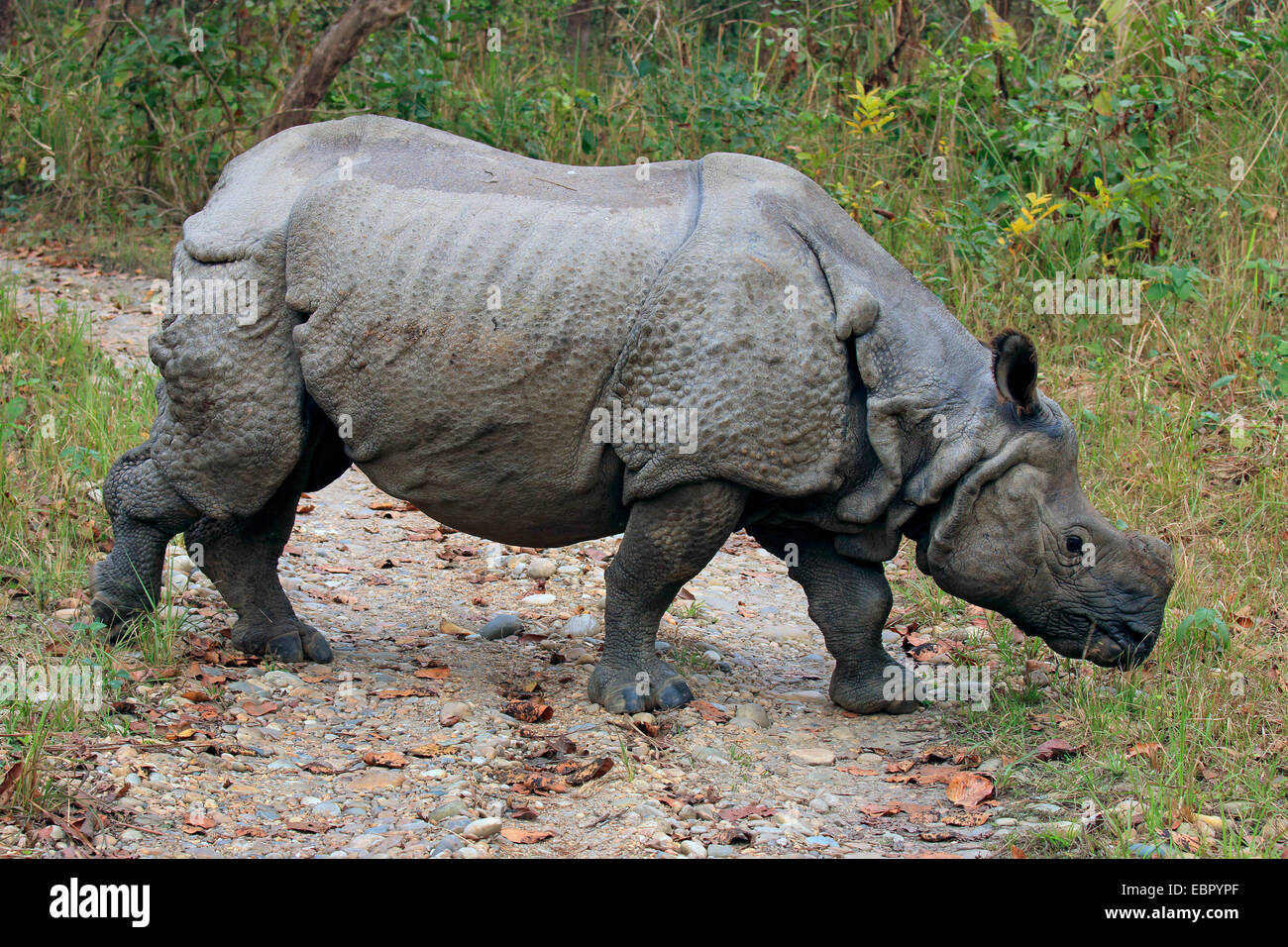 Plus de rhinocéros indien, Indien Grand rhinocéros à une corne (Rhinoceros unicornis), marchant sur un chemin et la recherche de nourriture, Népal, Terai, parc national de Chitwan Banque D'Images