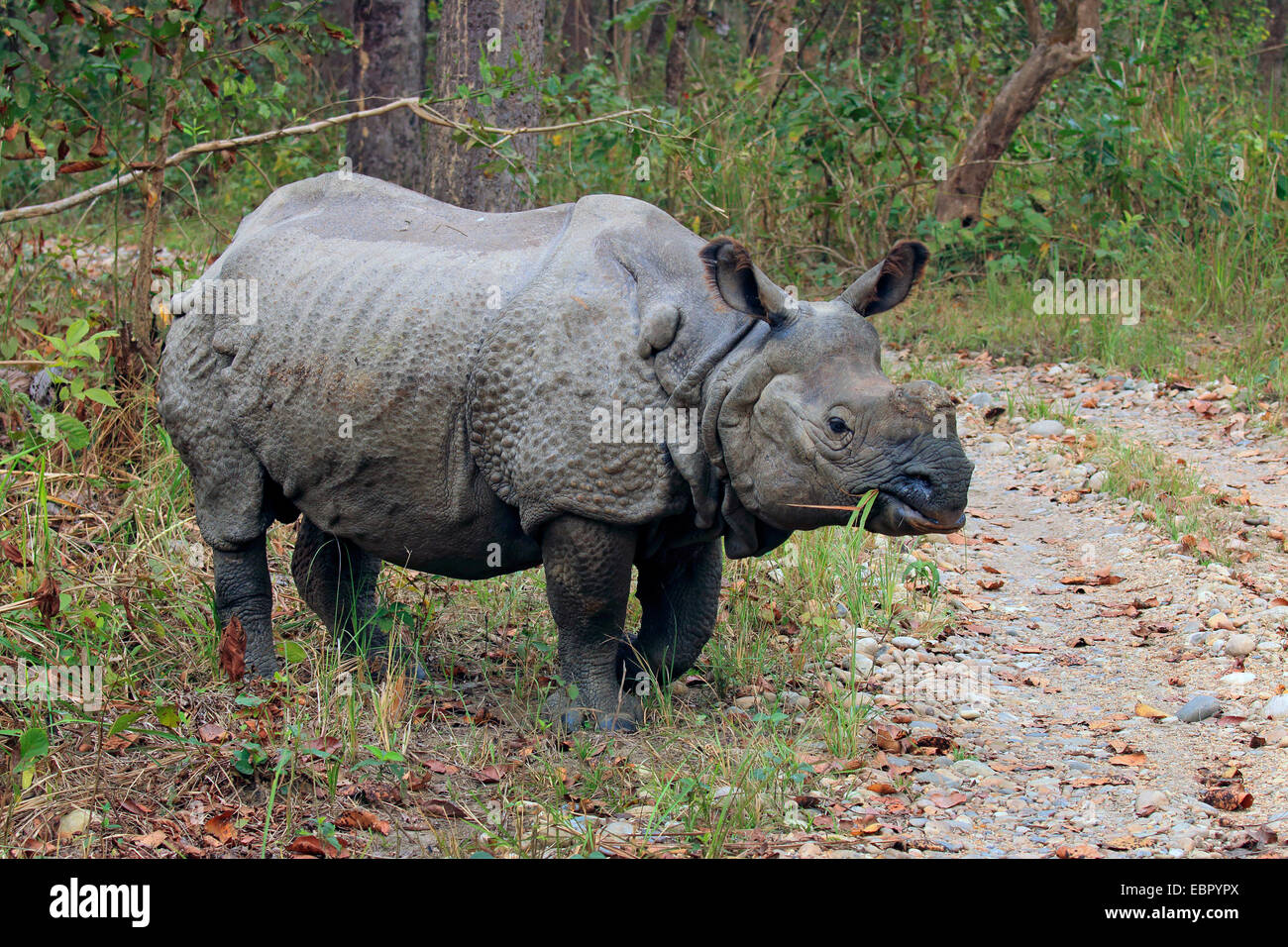 Plus de rhinocéros indien, Indien Grand rhinocéros à une corne (Rhinoceros unicornis), debout sur un chemin et de manger, Népal, Terai, parc national de Chitwan Banque D'Images