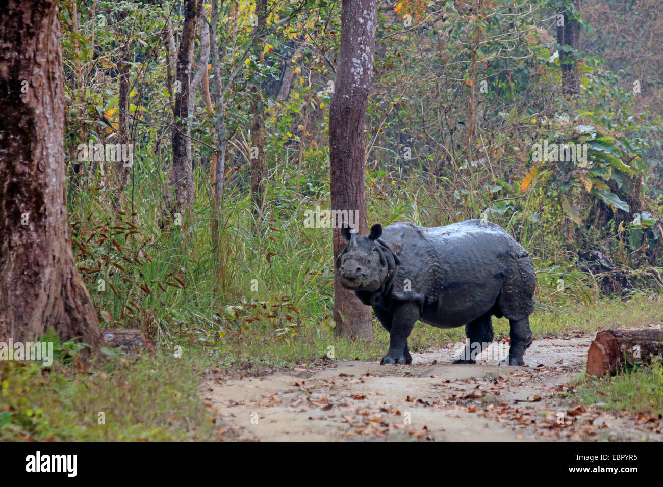 Plus de rhinocéros indien, Indien Grand rhinocéros à une corne (Rhinoceros unicornis), debout sur un chemin forestier , Népal, Terai, parc national de Chitwan Banque D'Images