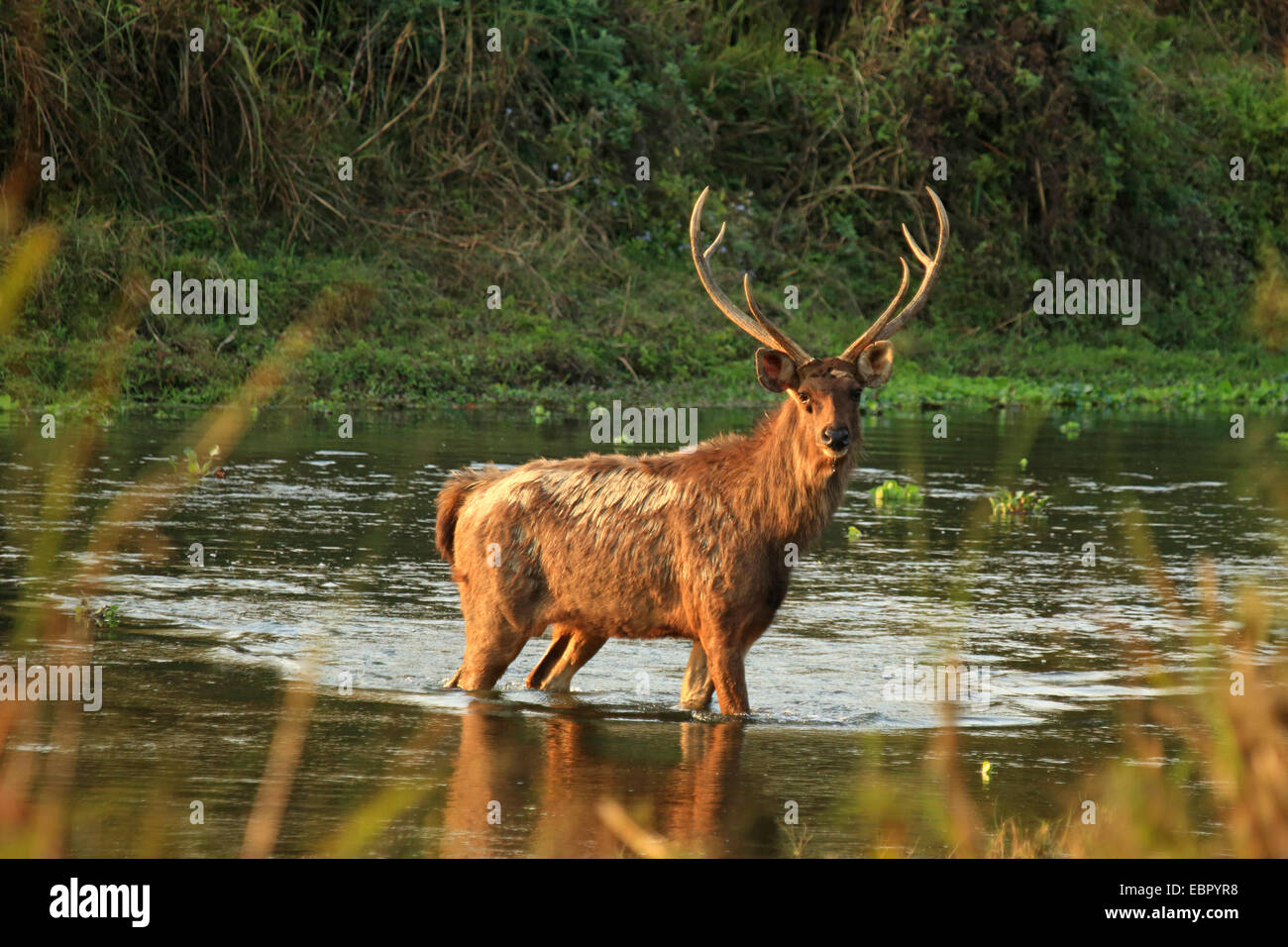 Cerfs Sambar, Sambar (Rusa unicolor, Cervus unicolor), traversant une rivière, Népal, Terai, parc national de Chitwan Banque D'Images