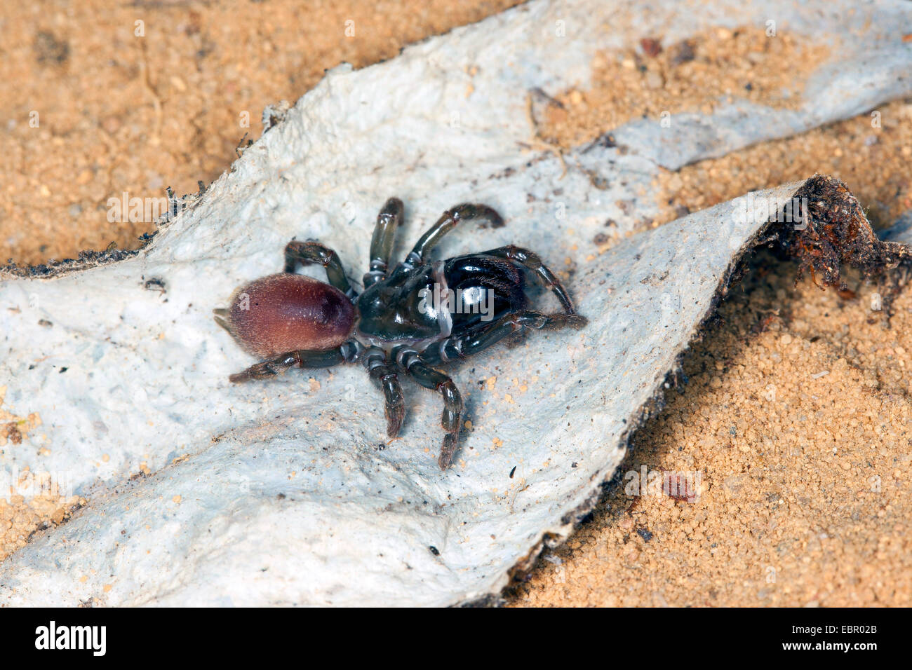 Sac à main-Spider web (Atypus affinis), sur son site web, Allemagne Banque D'Images