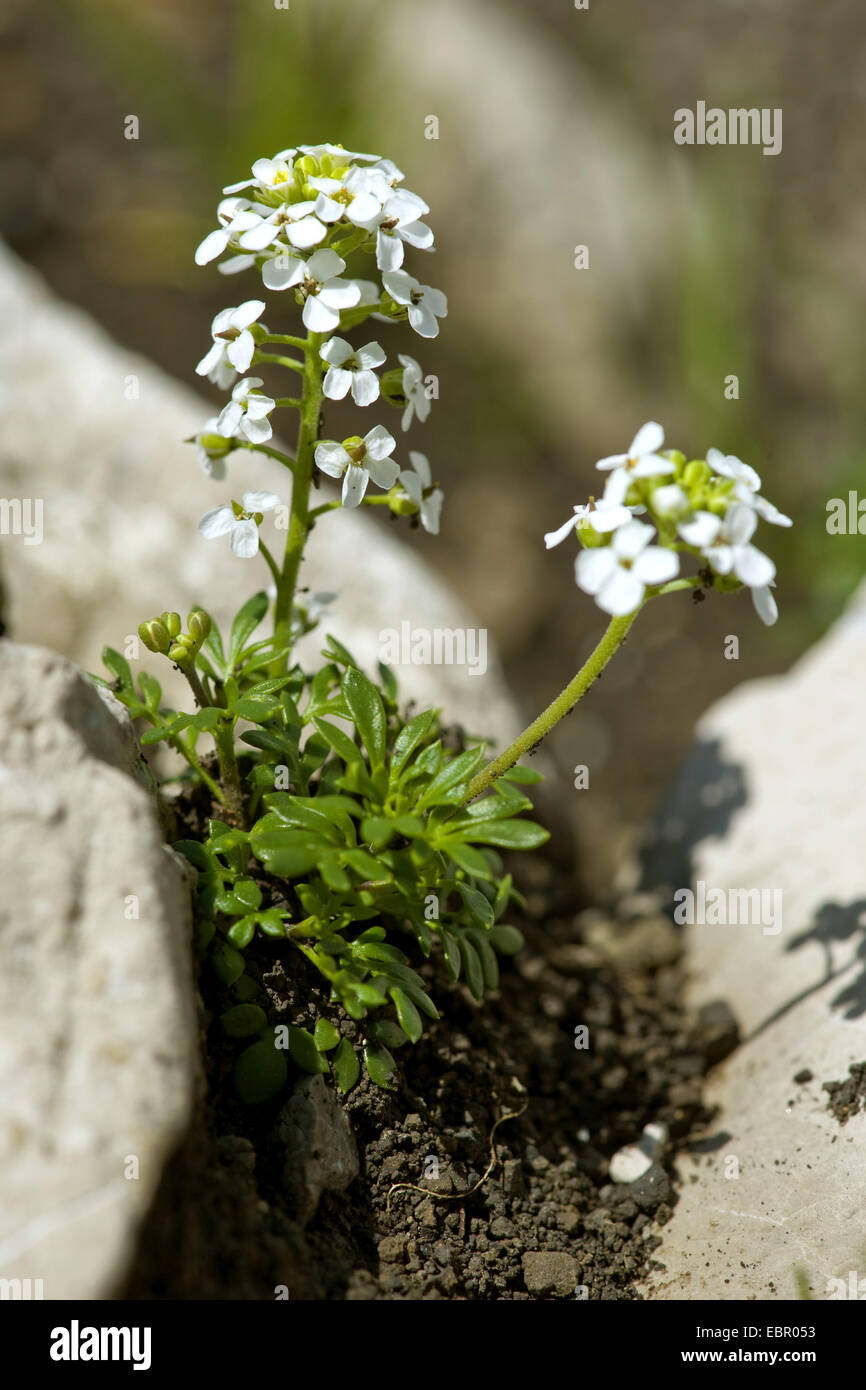 Cresson des Chamois, Chamois Grass (Pritzelago alpina, Hutchinsia alpina, Iberidella alpina), qui fleurit au milieu des rochers, Allemagne Banque D'Images