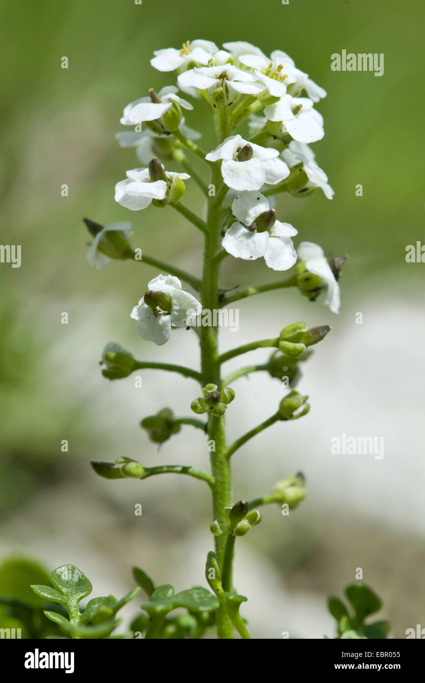 Cresson des Chamois, Chamois Grass (Pritzelago alpina, Hutchinsia alpina, Iberidella alpina), inflorescence, Allemagne Banque D'Images