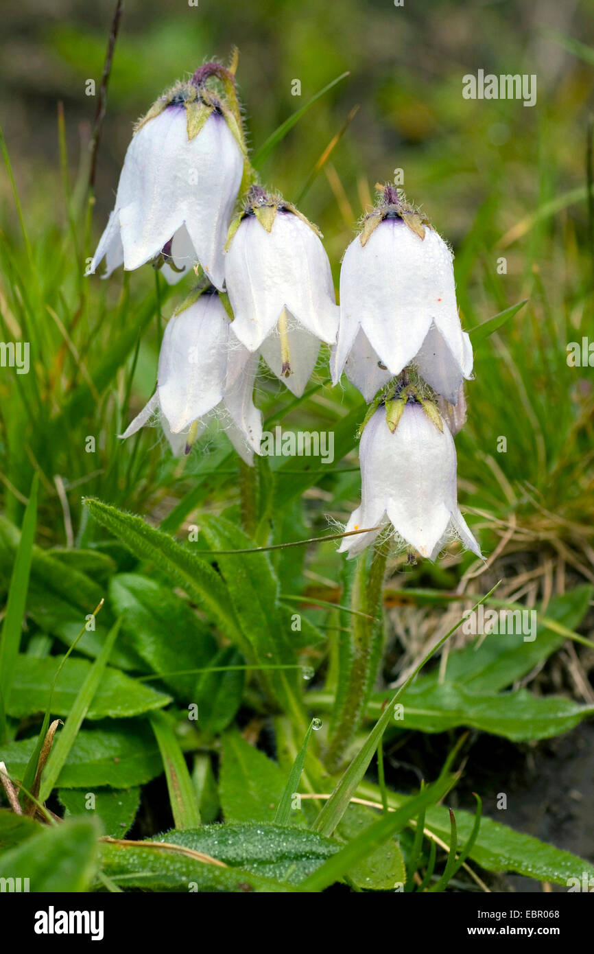 Campanule barbue Campanula barbata), l'inflorescence, à fleurs blanches,  Suisse Photo Stock - Alamy