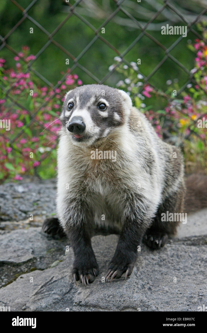 Coatimundi commun, coati, brown-nosed coati (Nasua nasua), coati à Mexico, Mexique, Tepoztlßn Banque D'Images