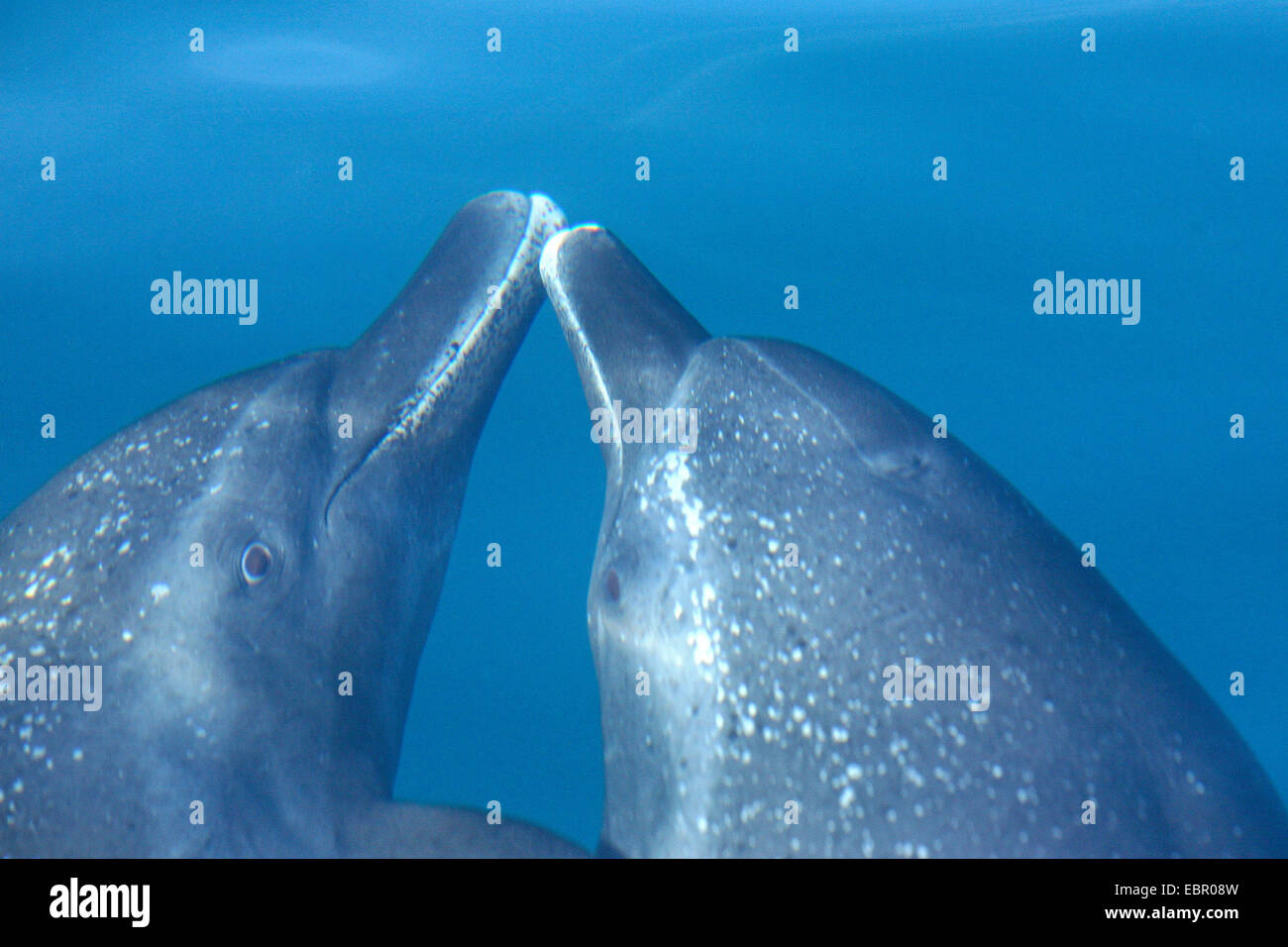 Dauphins libres à la mer du Pacifique, au Mexique, Oaxaca Banque D'Images