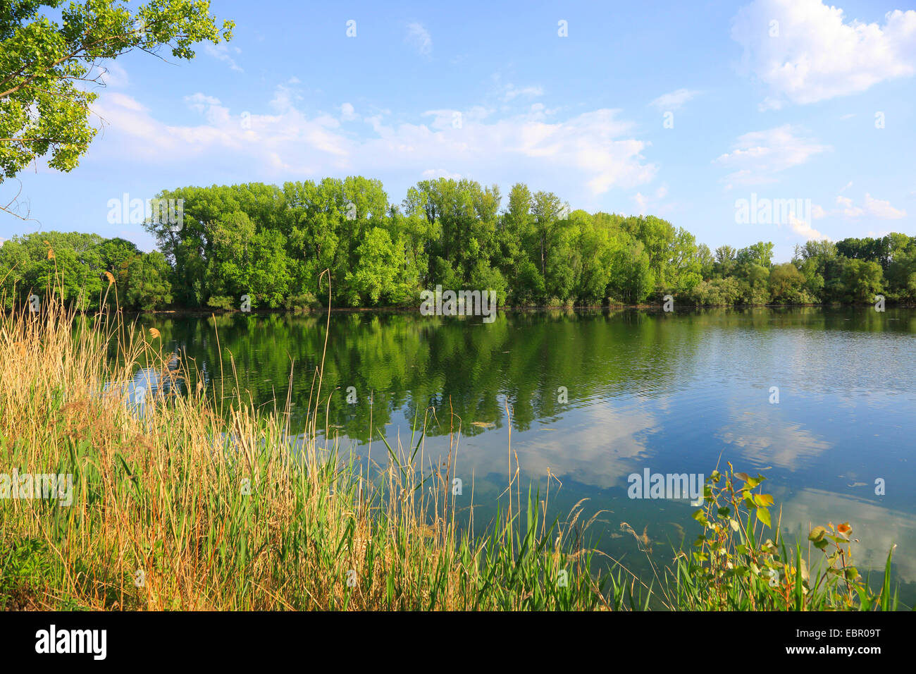 Ancien bras de la rivière du Rhin au printemps, l'Allemagne, Bade-Wurtemberg Banque D'Images