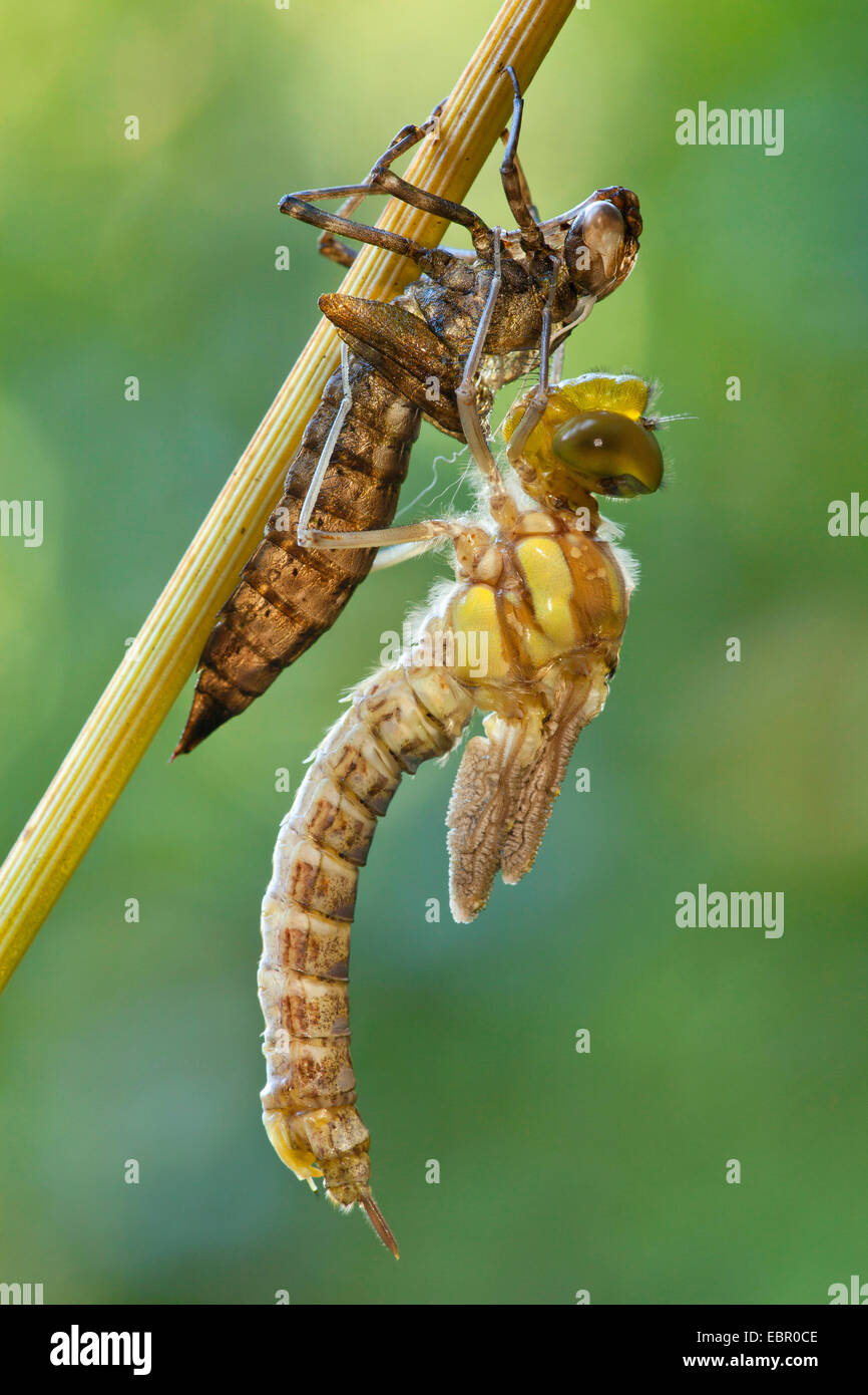 Blue-green darner, le sud de l'AESHNA Aeshna, sud de Hawker (cyanea), l'éclosion libellule, Allemagne, Rhénanie-Palatinat Banque D'Images