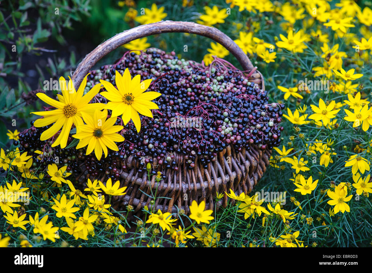 L'aîné, le Sureau noir européen commun, ancien (Sambucus nigra), recueilli les fruits mûrs avec un aîné Coreopsis fleurs, Allemagne, Basse-Saxe Banque D'Images