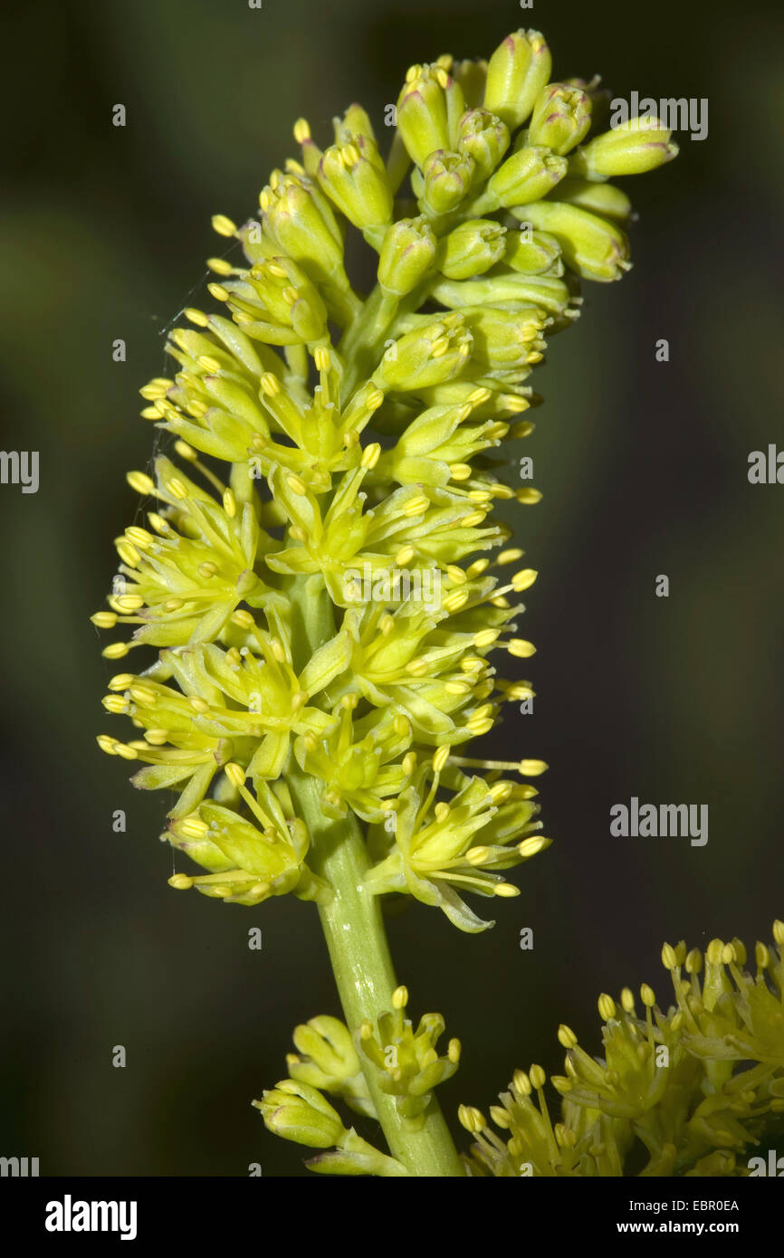 Tofieldia calyculata Asphodel (allemand), l'inflorescence, Allemagne Banque D'Images