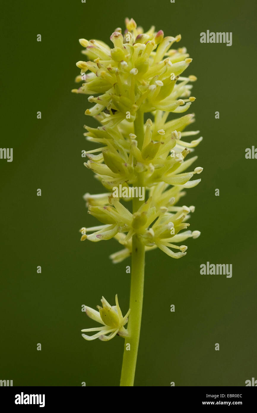Tofieldia calyculata Asphodel (allemand), l'inflorescence, Allemagne Banque D'Images