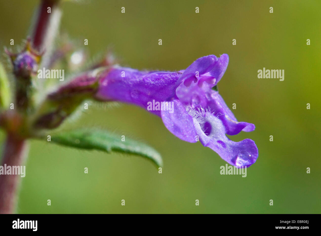 Thym basilic (Acinos alpinus, Calamintha alpina), fleur, Allemagne Banque D'Images